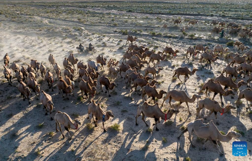 In pics: camels on summer migration journey in NW China's Gansu