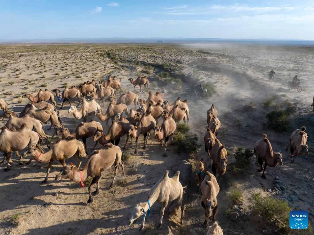 In pics: camels on summer migration journey in NW China's Gansu