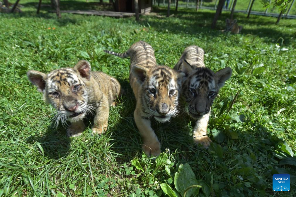 Siberian tiger cubs play at park in Mudanjiang, NE China
