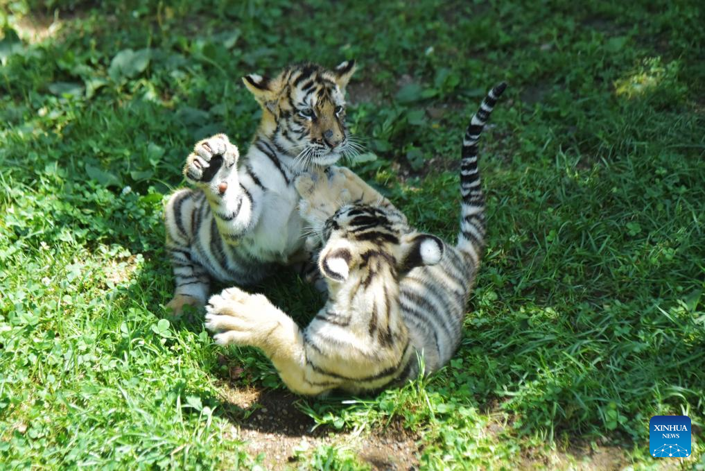 Siberian tiger cubs play at park in Mudanjiang, NE China