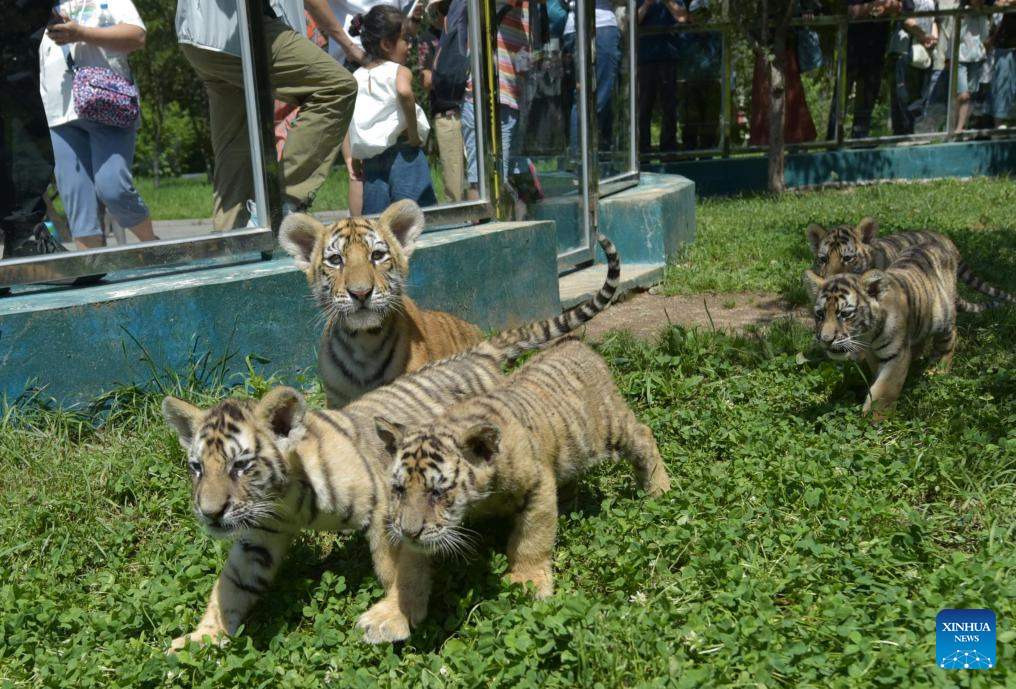Siberian tiger cubs play at park in Mudanjiang, NE China