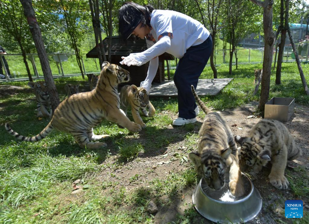 Siberian tiger cubs play at park in Mudanjiang, NE China