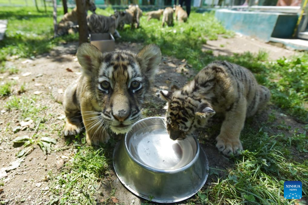 Siberian tiger cubs play at park in Mudanjiang, NE China