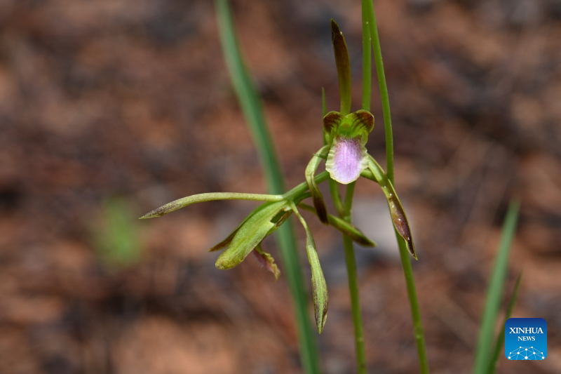 China rediscovers century-lost orchid species