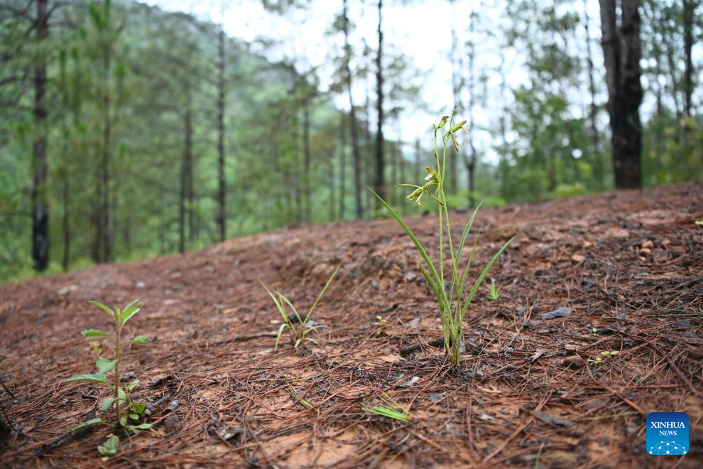 China rediscovers century-lost orchid species