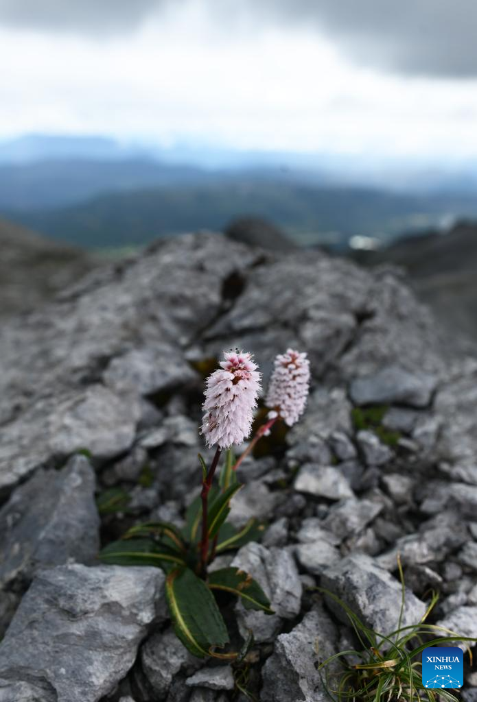 SW China's Yunnan nurtures a wealth of rare alpine plants
