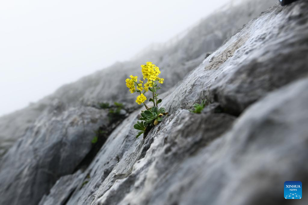 SW China's Yunnan nurtures a wealth of rare alpine plants