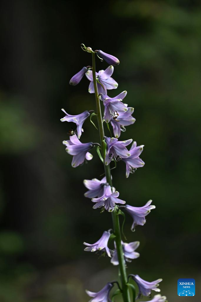 SW China's Yunnan nurtures a wealth of rare alpine plants