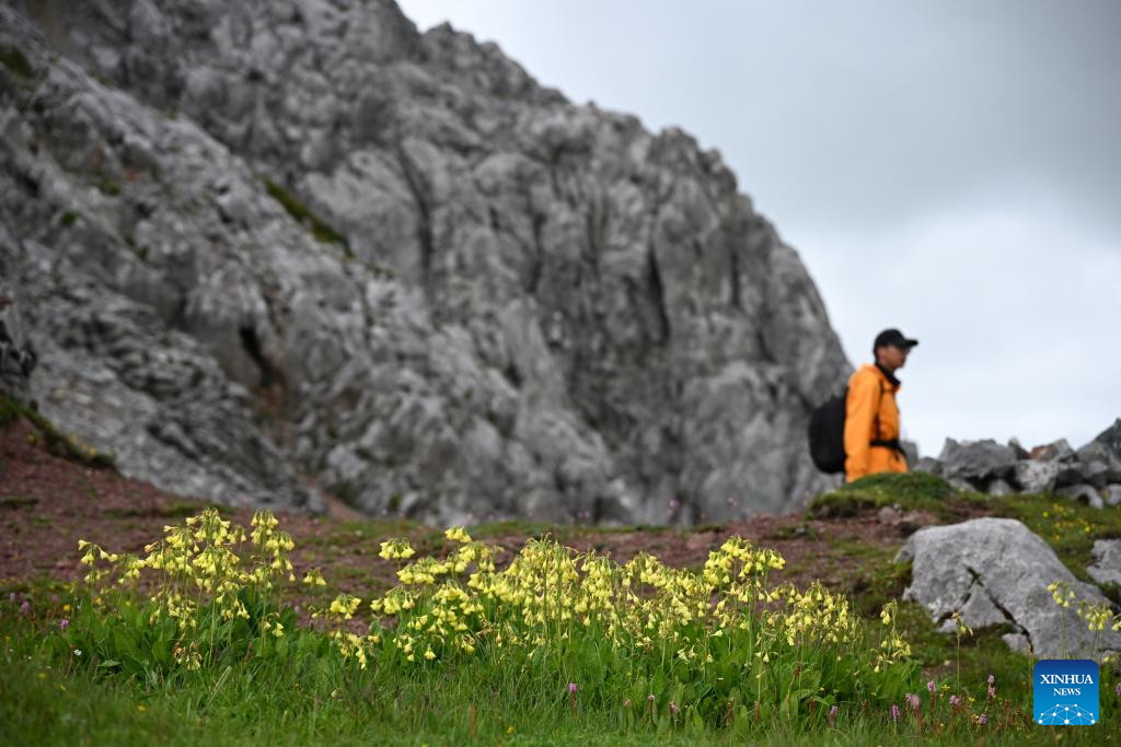 SW China's Yunnan nurtures a wealth of rare alpine plants