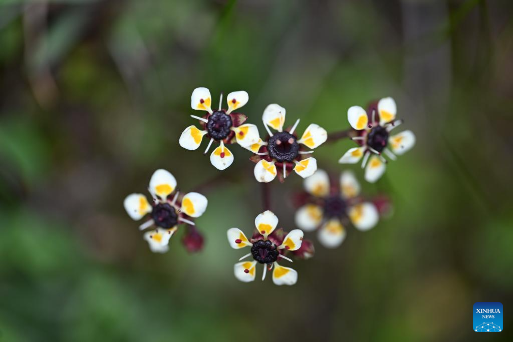 SW China's Yunnan nurtures a wealth of rare alpine plants