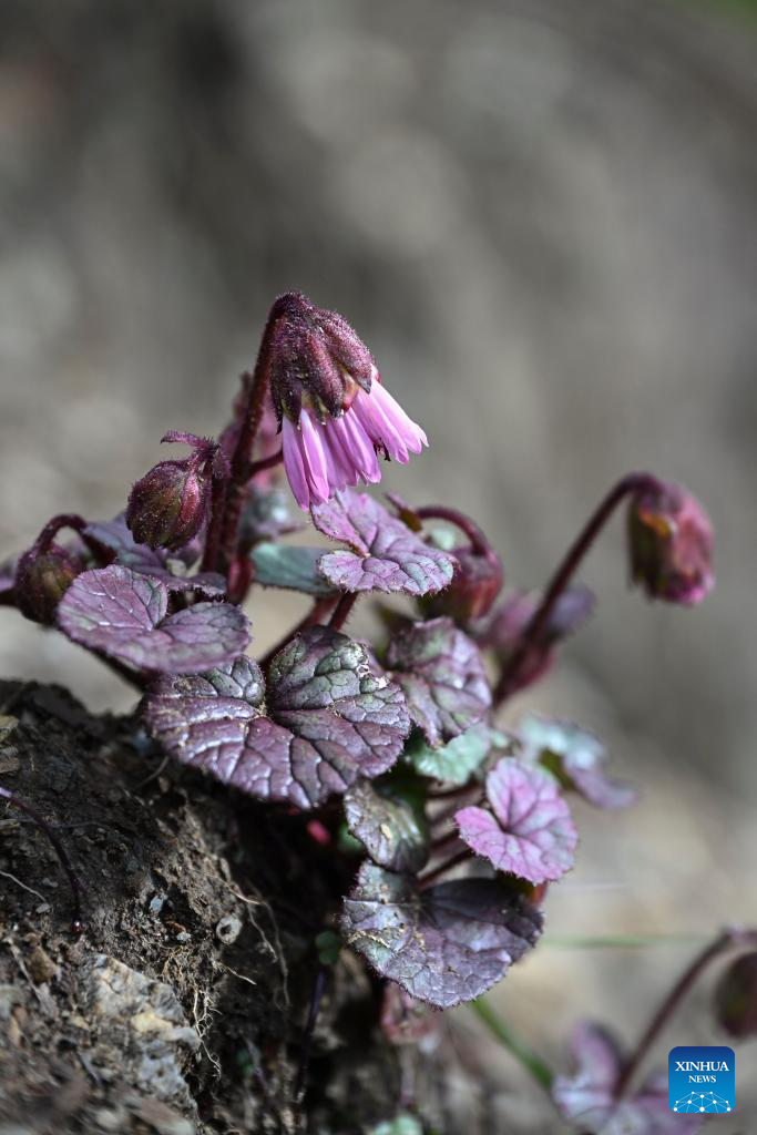 SW China's Yunnan nurtures a wealth of rare alpine plants
