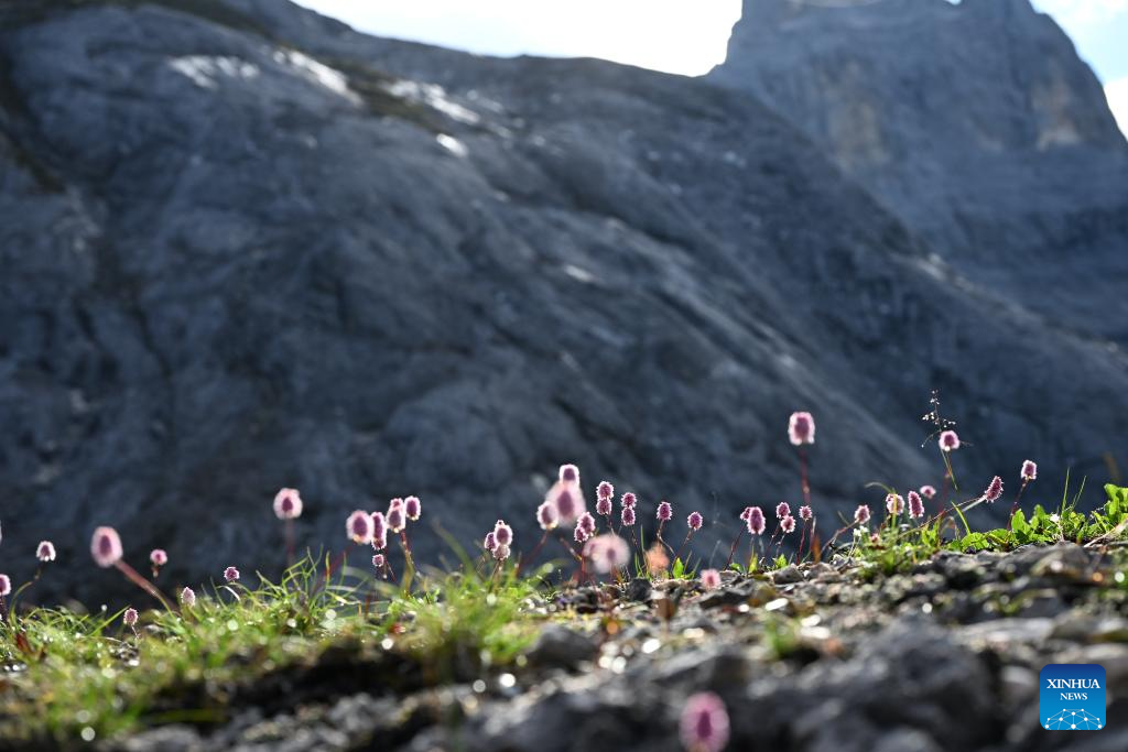 SW China's Yunnan nurtures a wealth of rare alpine plants