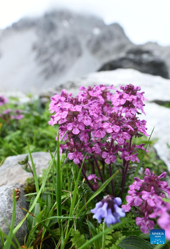 SW China's Yunnan nurtures a wealth of rare alpine plants