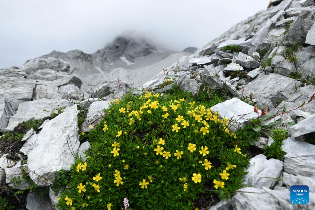 SW China's Yunnan nurtures a wealth of rare alpine plants