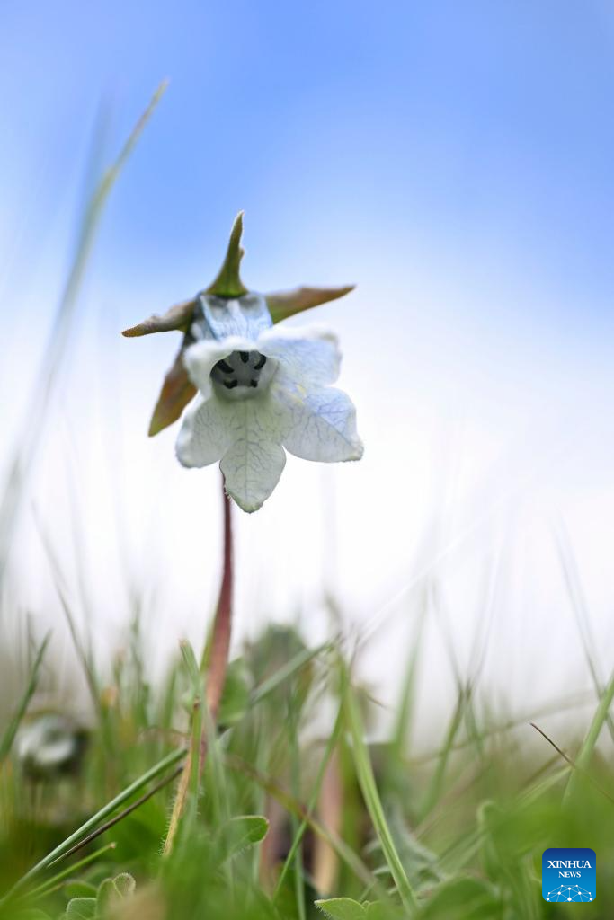 SW China's Yunnan nurtures a wealth of rare alpine plants