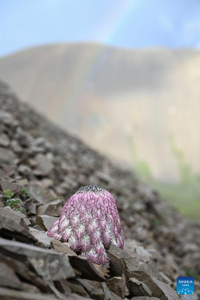 SW China's Yunnan nurtures a wealth of rare alpine plants