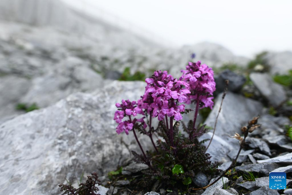 SW China's Yunnan nurtures a wealth of rare alpine plants