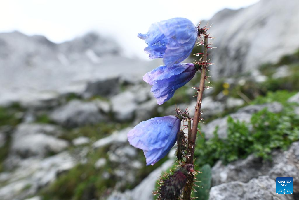 SW China's Yunnan nurtures a wealth of rare alpine plants
