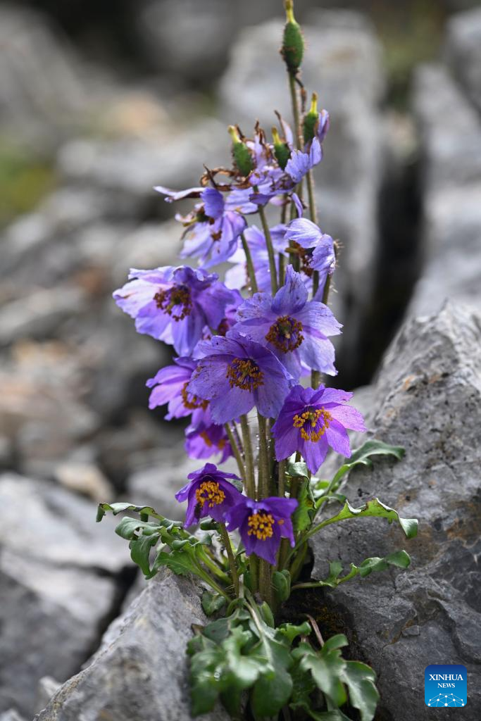 SW China's Yunnan nurtures a wealth of rare alpine plants