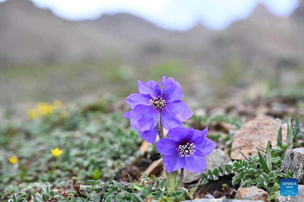 SW China's Yunnan nurtures a wealth of rare alpine plants