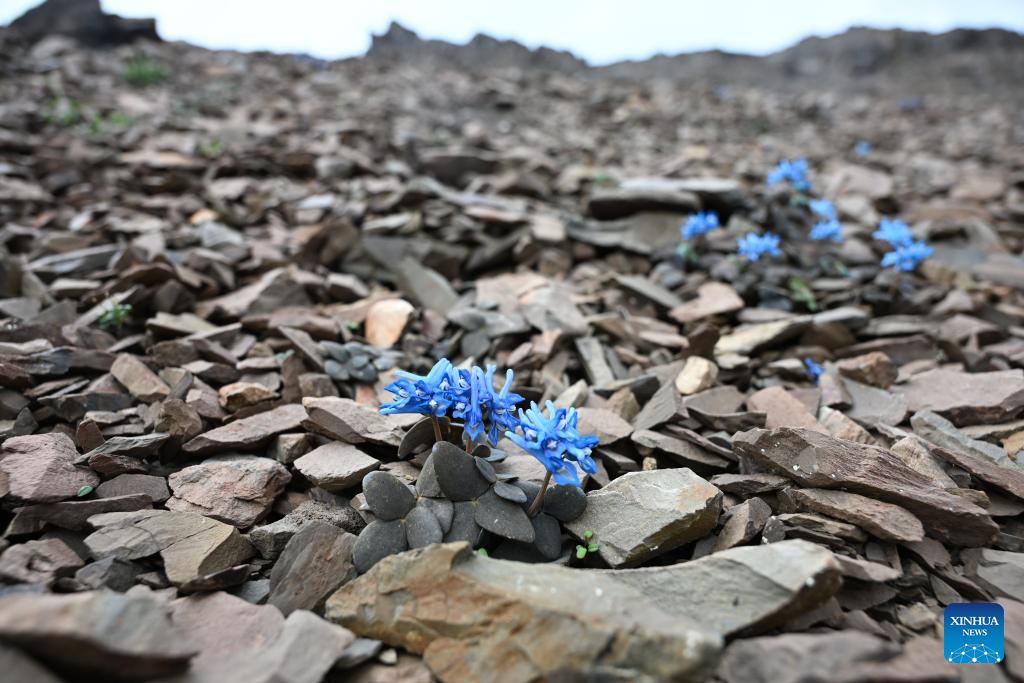 SW China's Yunnan nurtures a wealth of rare alpine plants