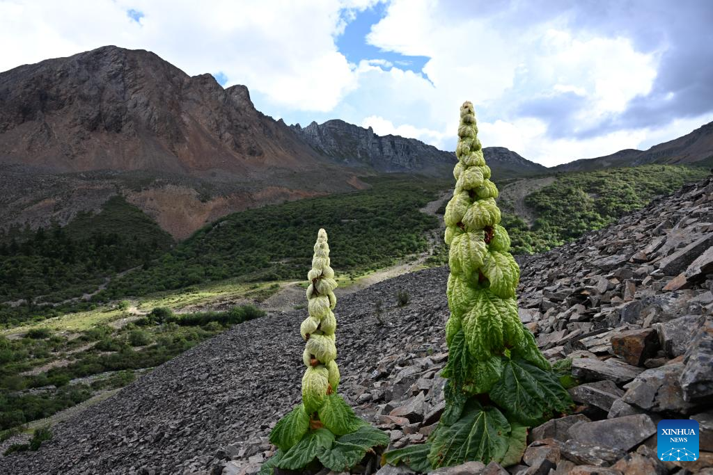 SW China's Yunnan nurtures a wealth of rare alpine plants