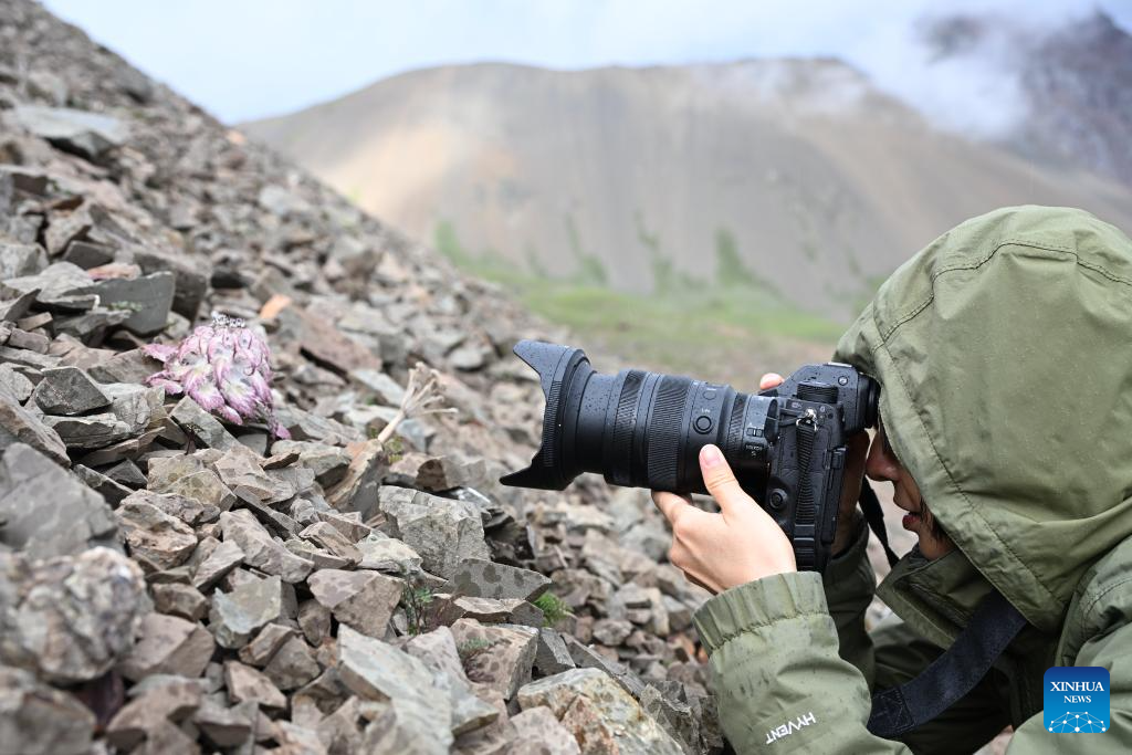 SW China's Yunnan nurtures a wealth of rare alpine plants