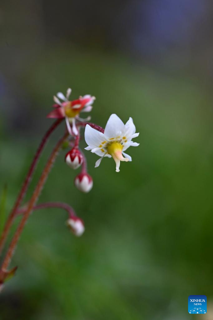 SW China's Yunnan nurtures a wealth of rare alpine plants