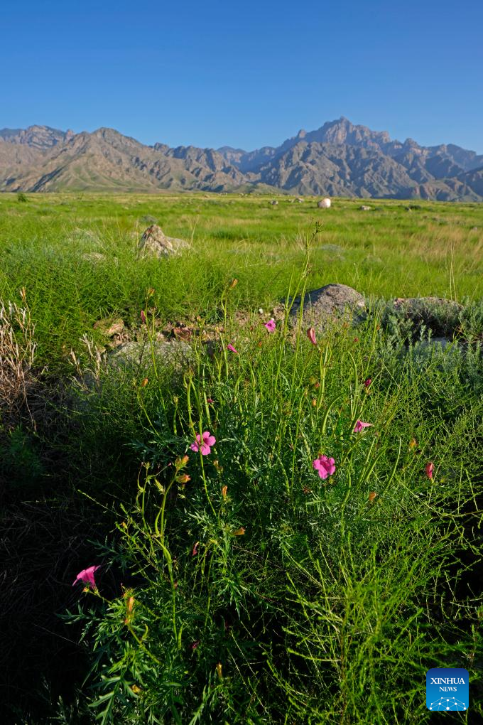 Scenery of Helan Mountain Nature Reserve in China's Ningxia