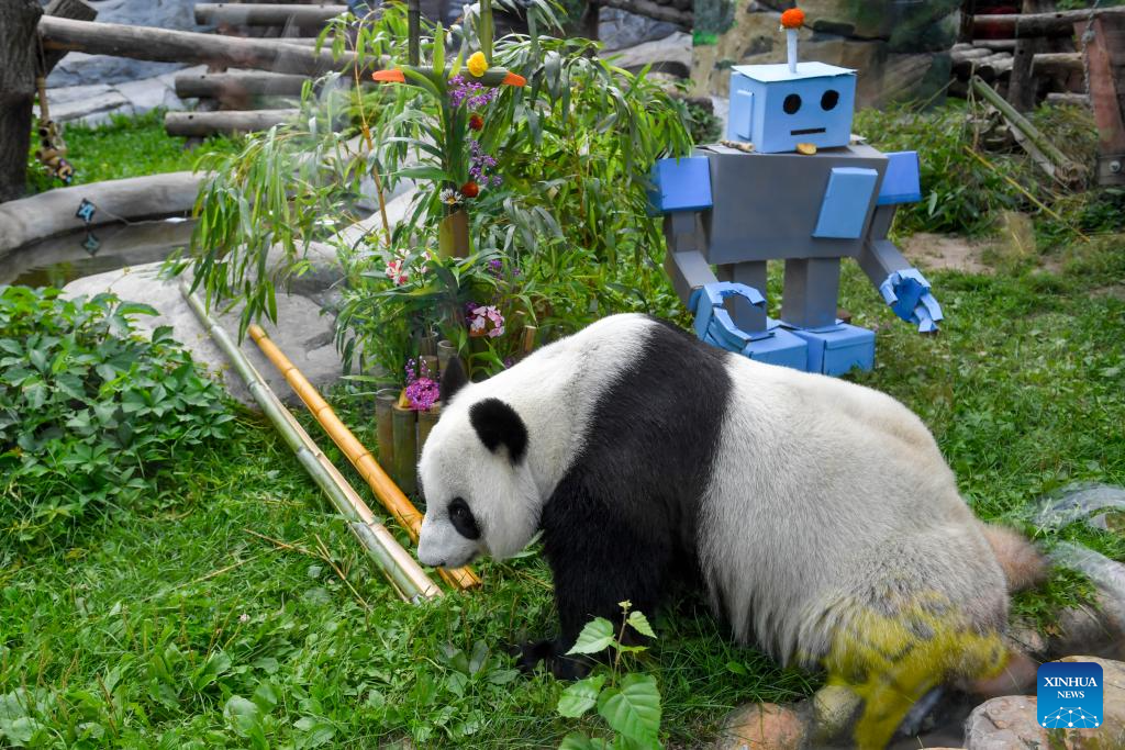 Giant panda Dingding's eighth birthday celebrated at Moscow Zoo