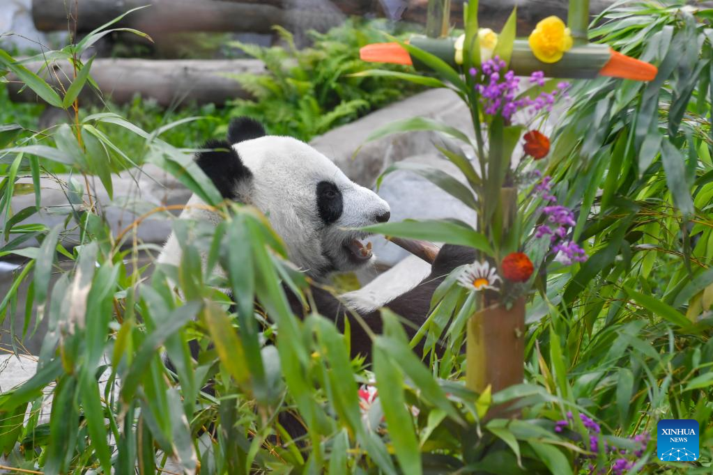 Giant panda Dingding's eighth birthday celebrated at Moscow Zoo