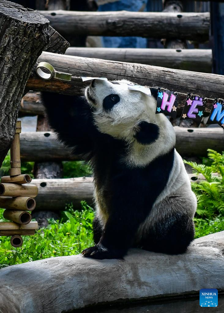 Giant panda Dingding's eighth birthday celebrated at Moscow Zoo