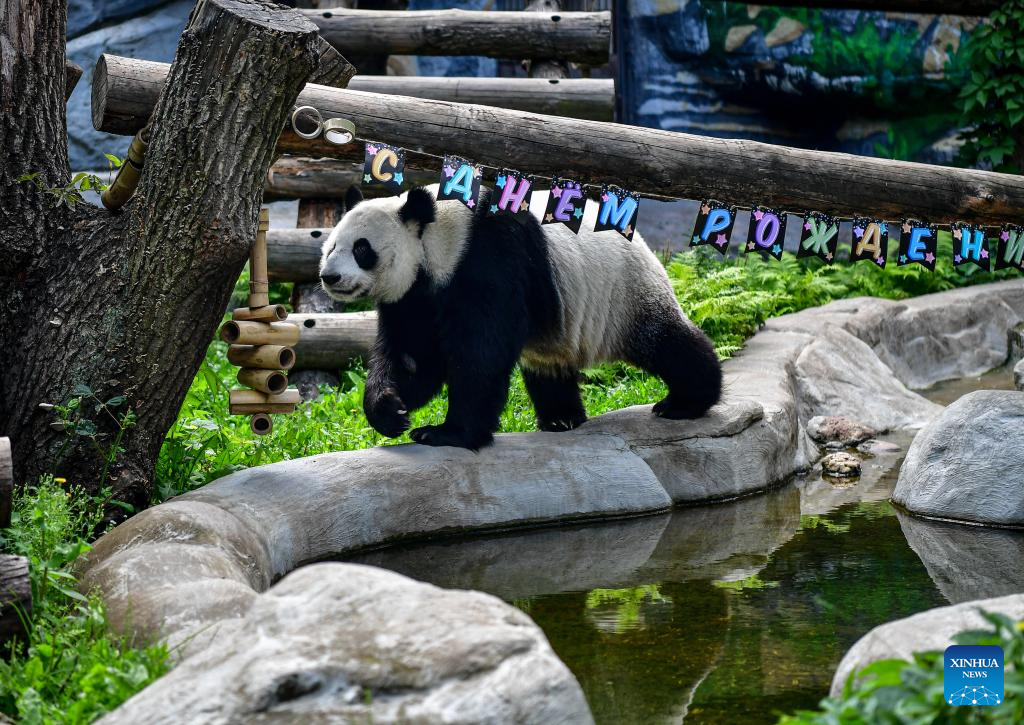 Giant panda Dingding's eighth birthday celebrated at Moscow Zoo