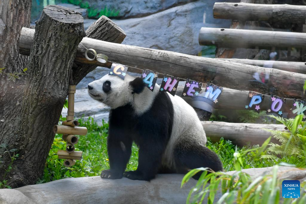 Giant panda Dingding's eighth birthday celebrated at Moscow Zoo