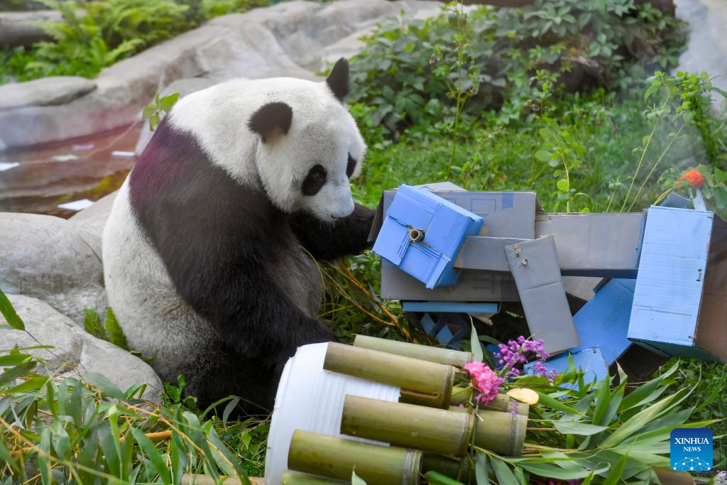 Giant panda Dingding's eighth birthday celebrated at Moscow Zoo