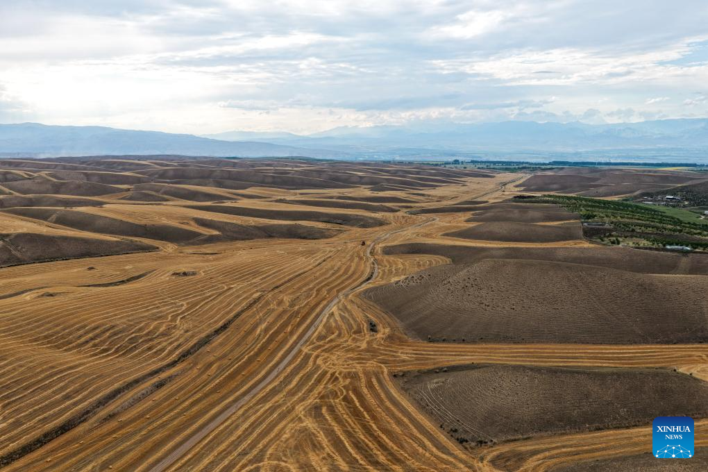 Mature wheat ready for harvest in Tekes, China's Xinjiang