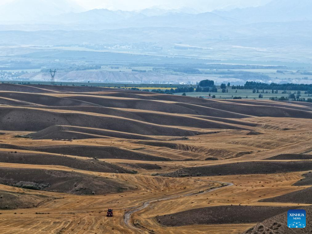 Mature wheat ready for harvest in Tekes, China's Xinjiang