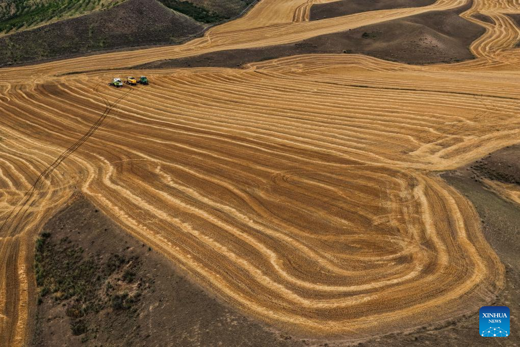 Mature wheat ready for harvest in Tekes, China's Xinjiang