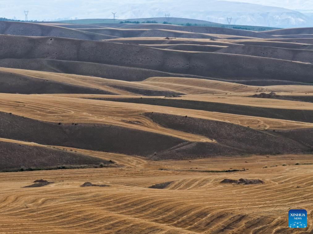 Mature wheat ready for harvest in Tekes, China's Xinjiang