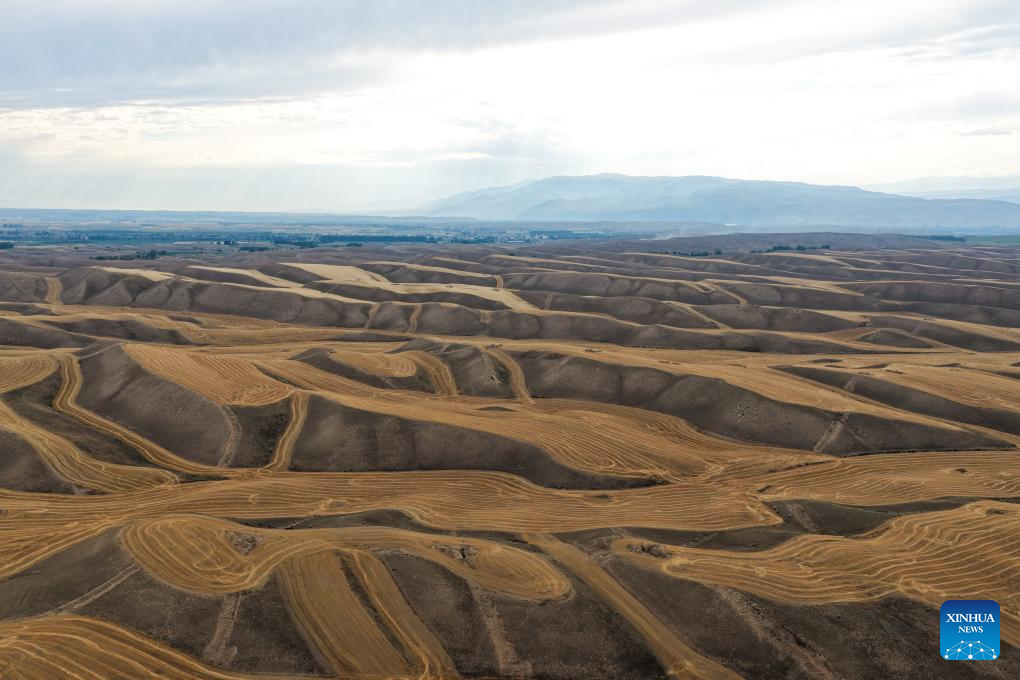 Mature wheat ready for harvest in Tekes, China's Xinjiang