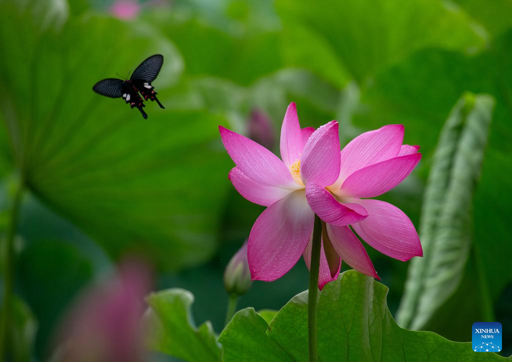 Summer scenery across China