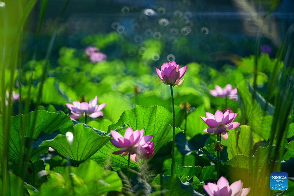 Summer scenery across China