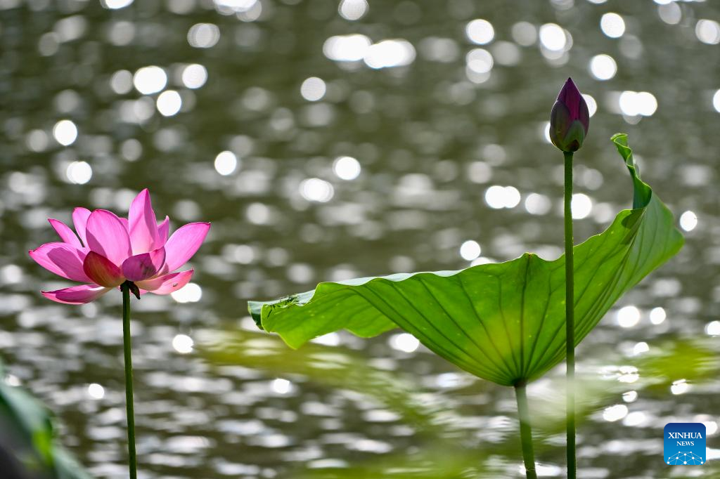 Summer scenery across China