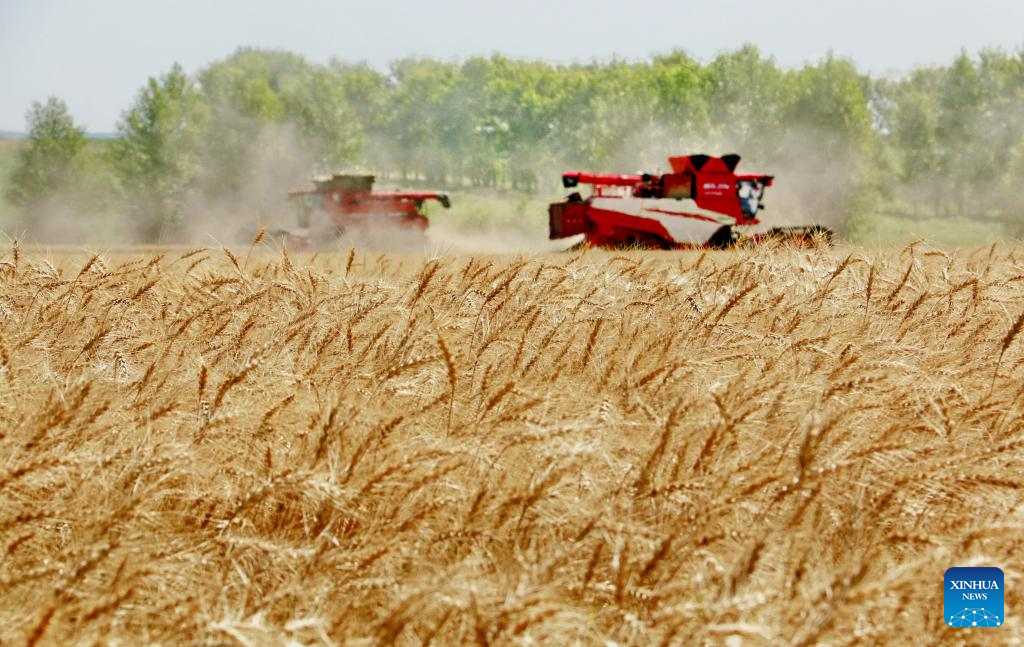 Wheat harvest underway in Heilongjiang, NE China
