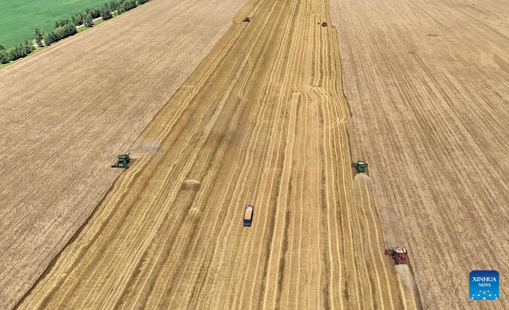 Wheat harvest underway in Heilongjiang, NE China