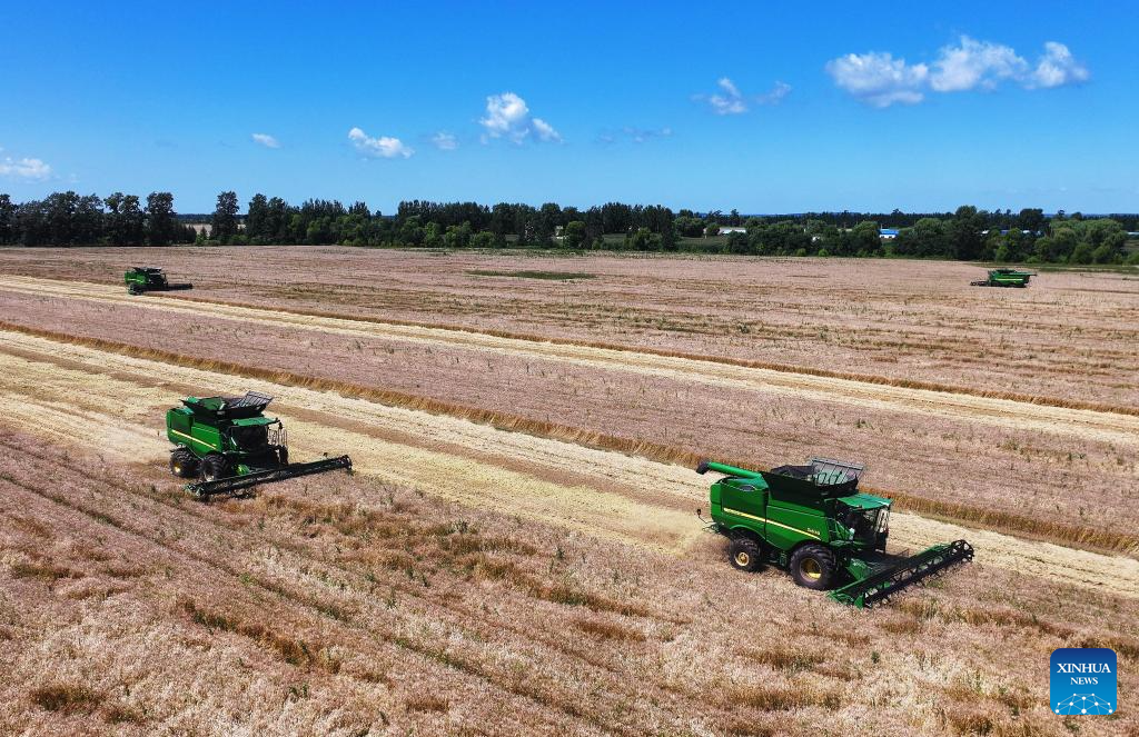 Wheat harvest underway in Heilongjiang, NE China
