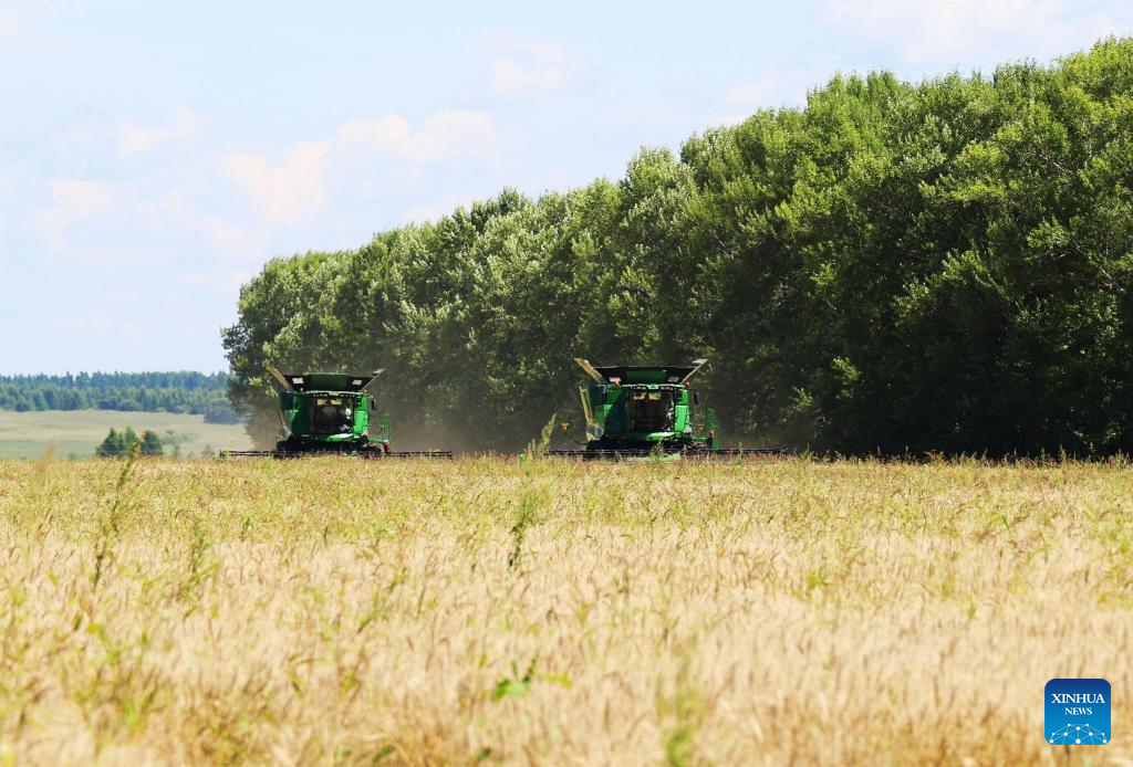 Wheat harvest underway in Heilongjiang, NE China