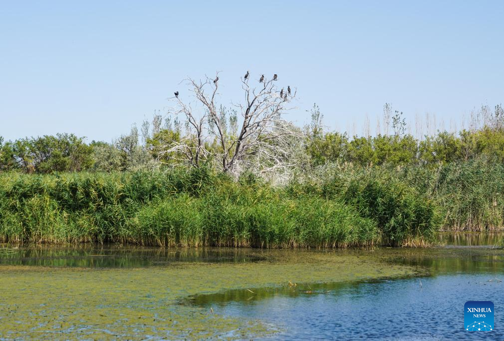 View of wetlands in China's Xinjiang