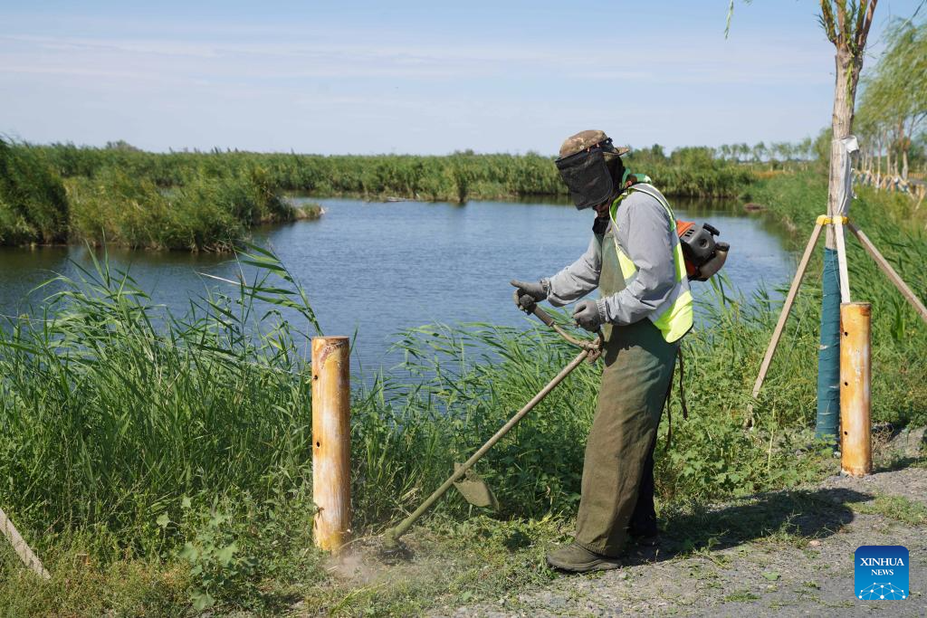 View of wetlands in China's Xinjiang