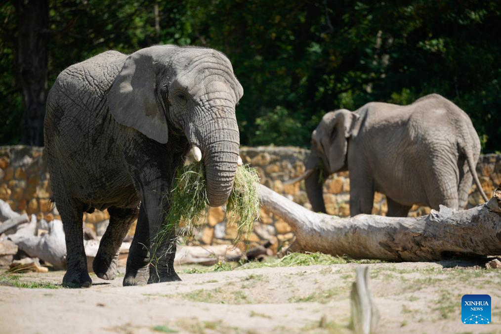 Warsaw Zoo in Poland holds special activities to mark World Elephant Day